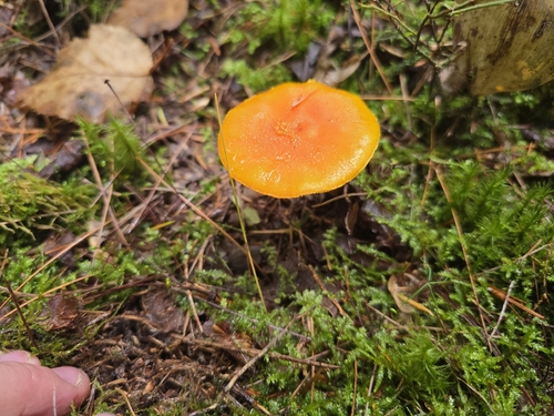 Yellow Patches