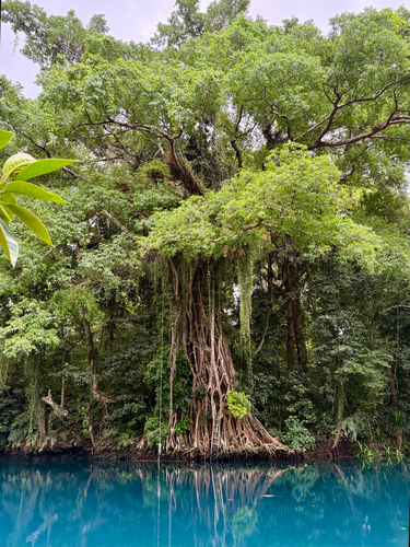 Ficus prolixa observed 2026-09-15
