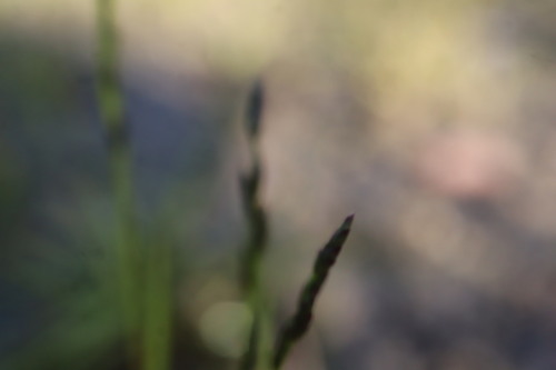 Eragrostis pectinacea, photograph 2