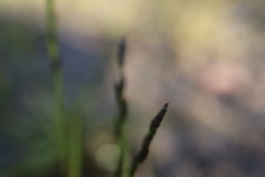 Eragrostis pectinacea, photograph (c) Henry "Nick" Robertson, some rights reserved (CC BY-SA)