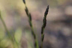 Eragrostis pectinacea, photograph (c) Henry "Nick" Robertson, some rights reserved (CC BY-SA)