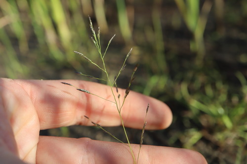 Eragrostis pectinacea, photograph 4