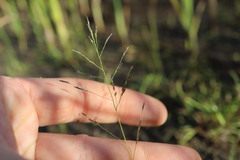 Eragrostis pectinacea, photograph (c) Henry "Nick" Robertson, some rights reserved (CC BY-SA)