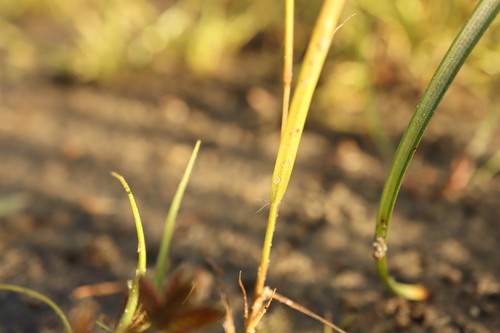 Eragrostis pectinacea, photograph 5
