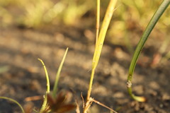 Eragrostis pectinacea, photograph (c) Henry "Nick" Robertson, some rights reserved (CC BY-SA)