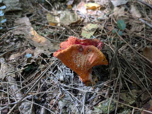 lobster mushroom