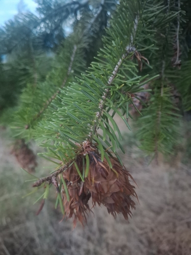 Douglas-fir