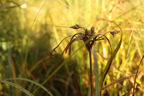 Bolboschoenus fluviatilis, photograph 2
