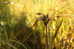 Bolboschoenus fluviatilis, photograph (c) Henry "Nick" Robertson, some rights reserved (CC BY-SA)