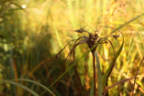 Bolboschoenus fluviatilis, photograph 3