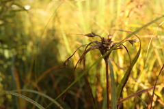 Bolboschoenus fluviatilis, photograph (c) Henry "Nick" Robertson, some rights reserved (CC BY-SA)