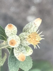 Baccharis sordescens