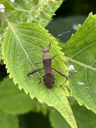 Riptortus pedestris