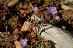 Phacelia exilis
