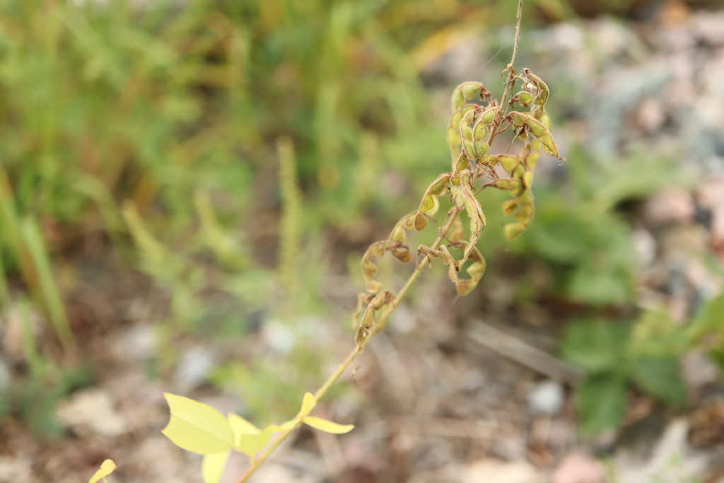Desmodium canadense; photograph (c) Henry "Nick" Robertson, some rights reserved (CC BY-SA)
