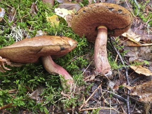 Red-mouth Bolete