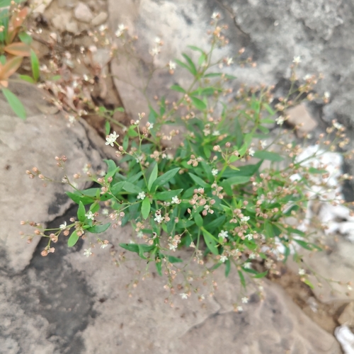 Glinus oppositifolius observed 2026-09-12