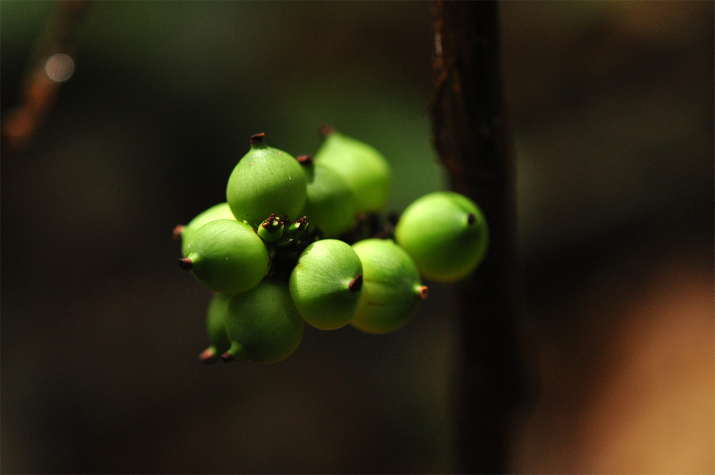 Bactris