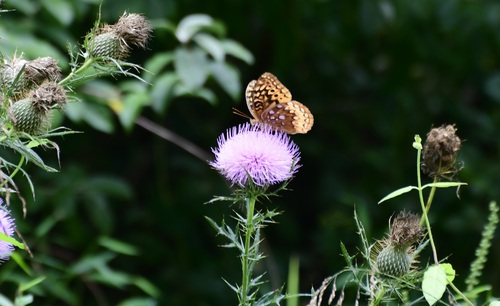 Great Spangled Fritillary