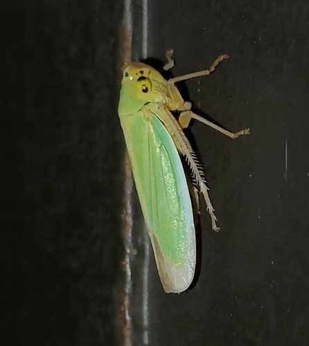 Green Leafhopper
