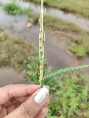 Oryza rufipogon observed 2026-09-12