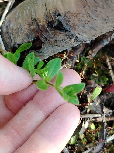 Common mouse-ear chickweed