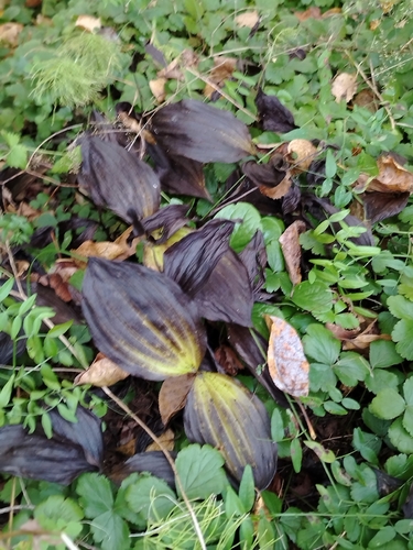 Spotted Lady's Slipper