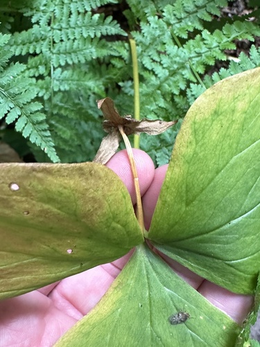 Trillium cernuum, photograph 3