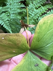 (c) brendanboyd, some rights reserved (CC BY) Trillium cernuum, photograph (c) brendanboyd, some rights reserved (CC BY)