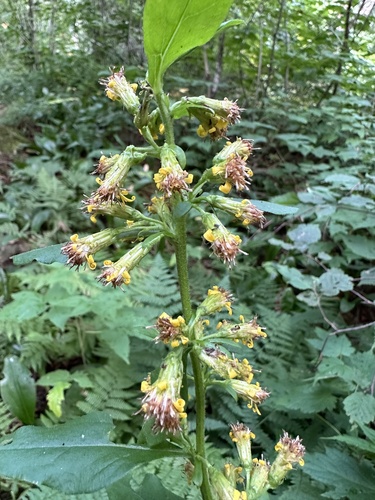 Solidago macrophylla, photograph 1