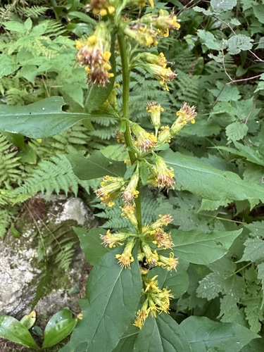 Solidago macrophylla, photograph 2
