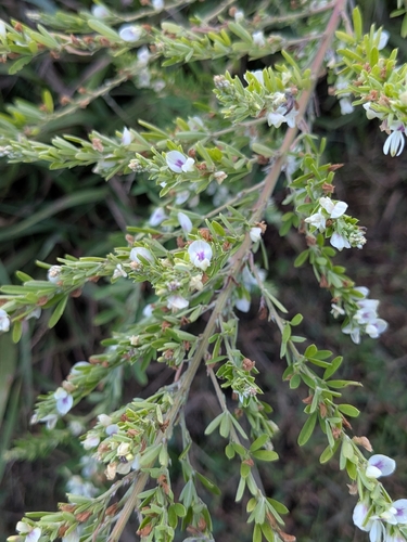 Chinese bushclover