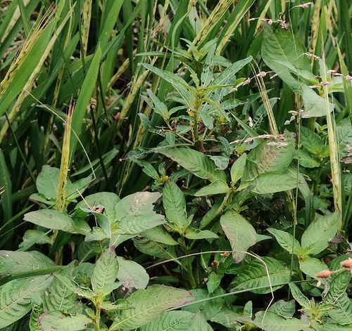 Ludwigia hyssopifolia observed 2026-09-12