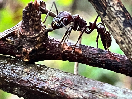 Bullet Ant