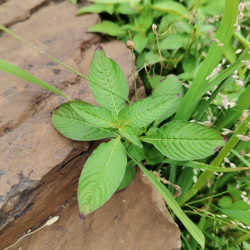 Ludwigia hyssopifolia observed 2026-09-12