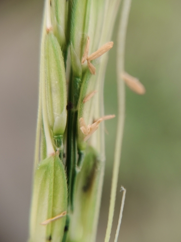 Oryza rufipogon observed 2026-09-12