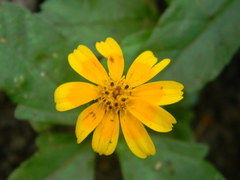 Sphagneticola trilobata