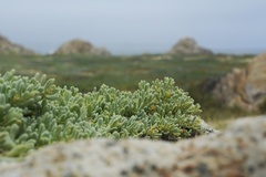 Nolana crassulifolia