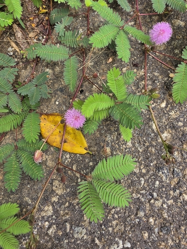 Sensitive Plant