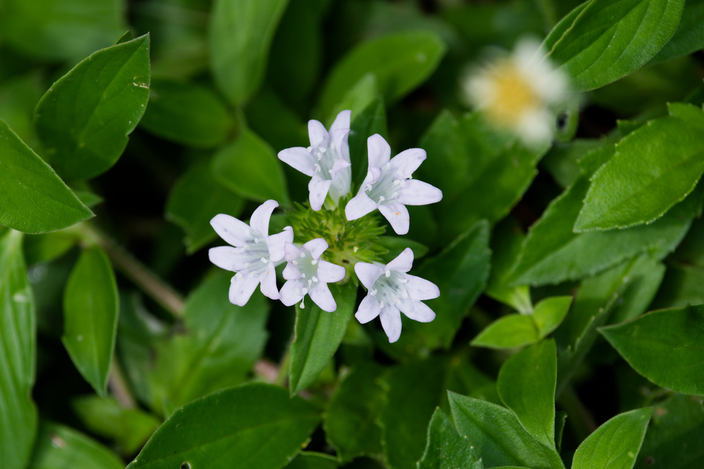 Richardia grandiflora; photograph (c) Daughter Dad, some rights reserved (CC BY)