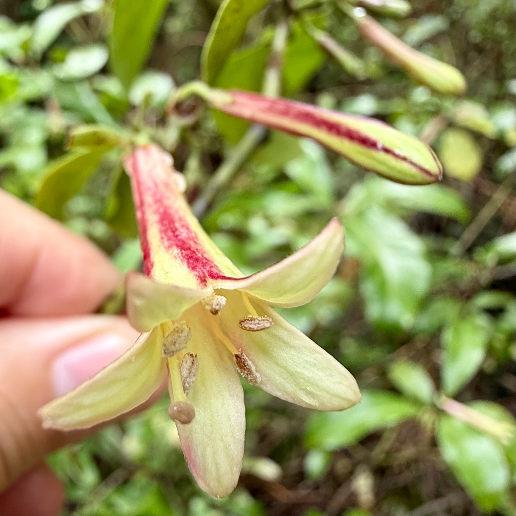Alseuosmia macrophylla; photograph (c) Tom Beard, some rights reserved (CC BY)