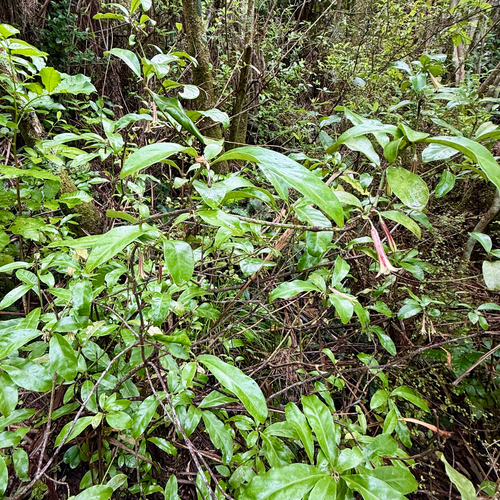 Alseuosmia macrophylla, photograph 5