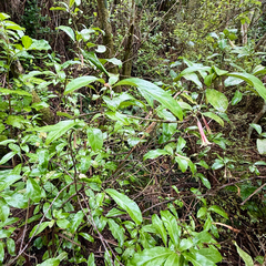 (c) Tom Beard, some rights reserved (CC BY) Alseuosmia macrophylla, photograph (c) Tom Beard, some rights reserved (CC BY)