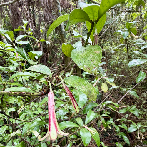 Alseuosmia macrophylla, photograph 4