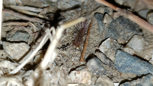 House Centipede