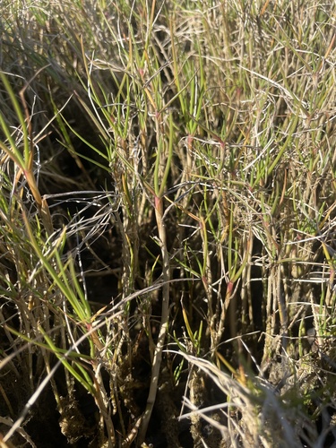 Paspalum vaginatum observed 2026-09-15