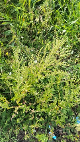 Axyris amaranthoides