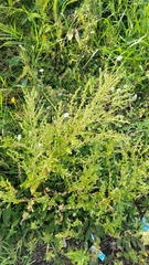 Axyris amaranthoides
