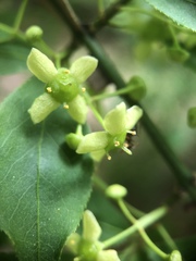 Euonymus alatus