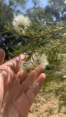 Melaleuca rhaphiophylla